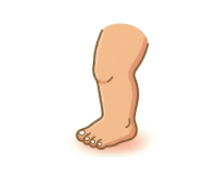 Leg