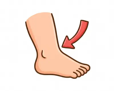 ankle